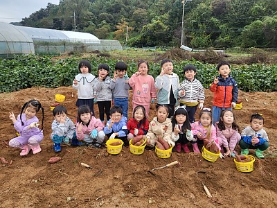 고구마캐기 체험