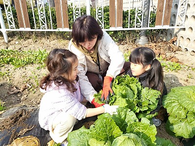 배추와 무 뽑기 체험